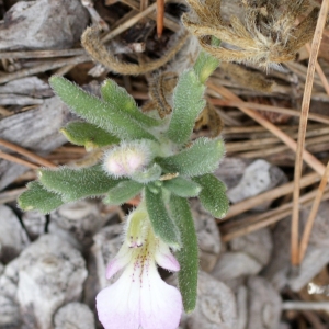 Photographie n°247963 du taxon Ajuga iva var. pseudoiva (Robill. & Castagne ex DC.) Steud. [1840]