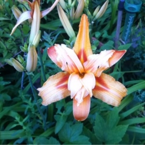 Photographie n°248007 du taxon Hemerocallis fulva (L.) L. [1762]