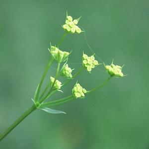 Photographie n°248013 du taxon Bupleurum falcatum L. [1753]