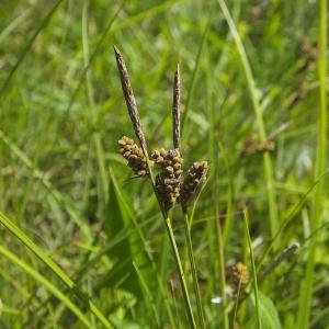 Photographie n°248020 du taxon Carex pilulifera L. [1753]