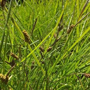 Photographie n°248021 du taxon Carex pilulifera L. [1753]