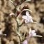  Liliane Roubaudi - Myriolimon diffusum (Pourr.) Lledó, Erben & M.B.Crespo [2005]