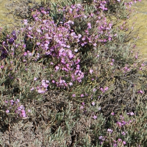 Photographie n°248094 du taxon Limoniastrum monopetalum (L.) Boiss. [1848]