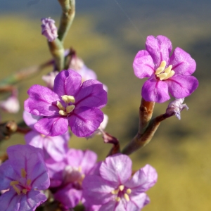 Photographie n°248097 du taxon Limoniastrum monopetalum (L.) Boiss. [1848]