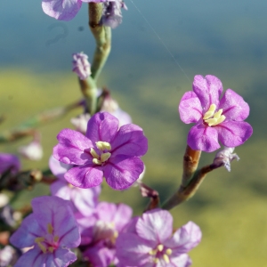 Photographie n°248098 du taxon Limoniastrum monopetalum (L.) Boiss. [1848]