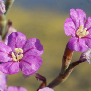 Photographie n°248099 du taxon Limoniastrum monopetalum (L.) Boiss. [1848]