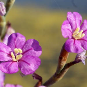 Photographie n°248100 du taxon Limoniastrum monopetalum (L.) Boiss. [1848]