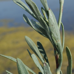 Photographie n°248101 du taxon Limoniastrum monopetalum (L.) Boiss. [1848]