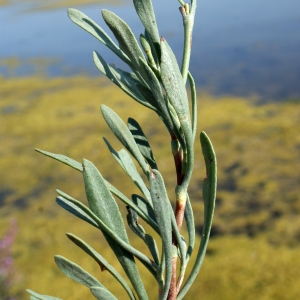 Photographie n°248102 du taxon Limoniastrum monopetalum (L.) Boiss. [1848]