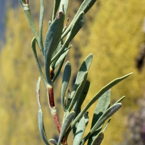 Photographie n°248103 du taxon Limoniastrum monopetalum (L.) Boiss. [1848]