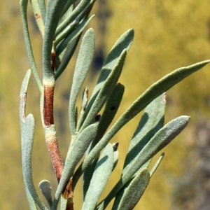 Photographie n°248104 du taxon Limoniastrum monopetalum (L.) Boiss. [1848]