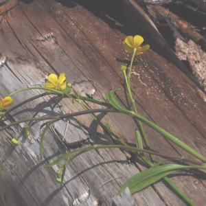 Photographie n°248137 du taxon Ranunculus flammula L. [1753]