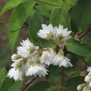 Deutzia scabra Thunb. (Deutzia)