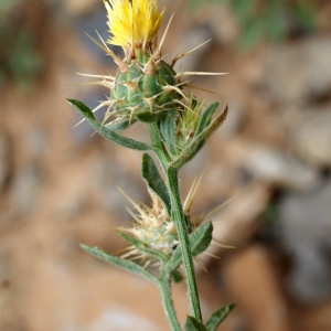 Photographie n°248161 du taxon Centaurea melitensis L. [1753]