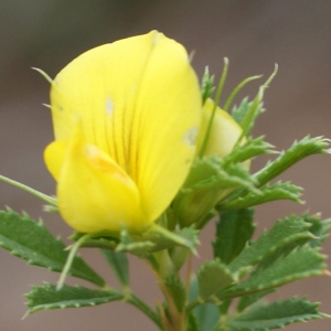 Ononis columnae subsp. minutissima (L.) Bonnier & Layens (Bugrane très grêle)