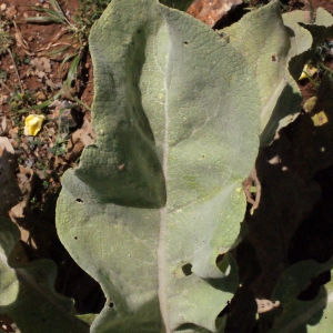 Verbascum macrurum Ten.