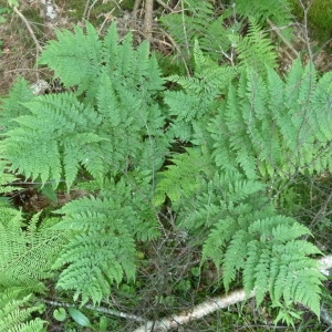 Photographie n°248266 du taxon Dryopteris expansa (C.Presl) Fraser-Jenk. & Jermy [1977]