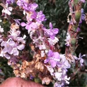 Photographie n°248275 du taxon Thymus vulgaris L. [1753]