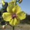  Jean-Claude Echardour - Verbascum blattaria L. [1753]