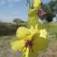  Jean-Claude Echardour - Verbascum blattaria L. [1753]