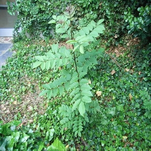 Photographie n°248321 du taxon Fraxinus excelsior L. [1753]