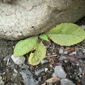 Photographie n°248327 du taxon Primula vulgaris subsp. vulgaris