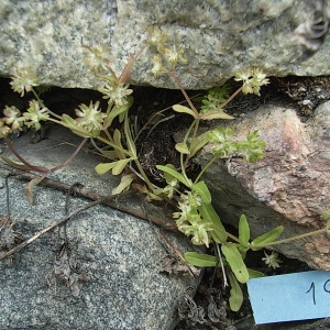 Photographie n°248335 du taxon Valerianella carinata Loisel. [1810]