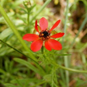 Adonis flammea subsp. polypetala (Lange) Sternb. (Adonis couleur de feu)