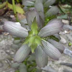 Acanthus spinosissimus Host (Acanthe molle)