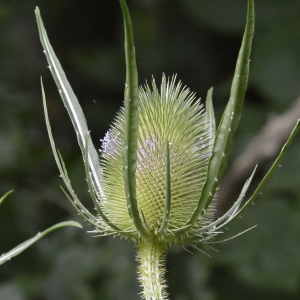 Photographie n°248377 du taxon Dipsacus fullonum L.