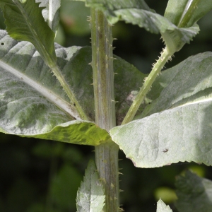 Photographie n°248379 du taxon Dipsacus fullonum L.