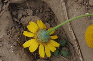 Françoise Carle, le 27 juin 2014 (Ambleteuse (Dunes de la Skarre))