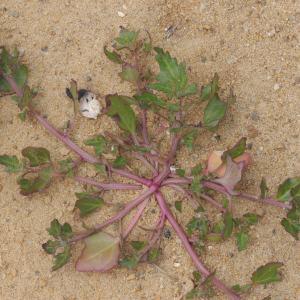 Photographie n°248391 du taxon Chenopodium rubrum L. [1753]