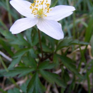 Photographie n°248393 du taxon Anemone nemorosa L. [1753]