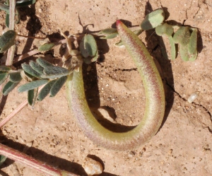 Liliane Roubaudi, le 20 avril 2014 (Crète)