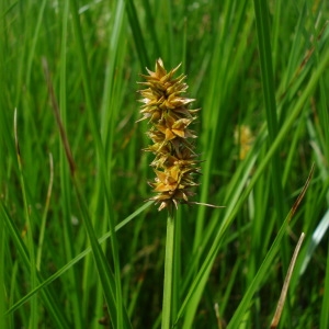 Photographie n°248439 du taxon Carex cuprina (Sandor ex Heuff.) Nendtv. ex A.Kern. [1863]