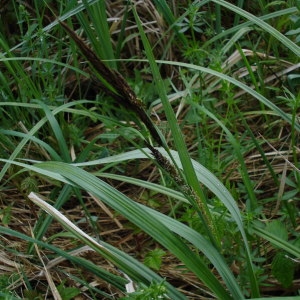 Photographie n°248440 du taxon Carex riparia Curtis [1783]
