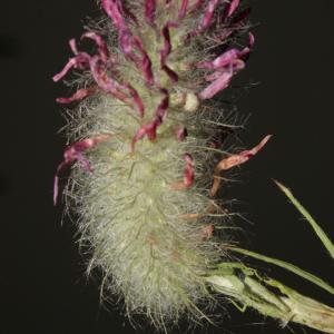 Photographie n°248463 du taxon Trifolium purpureum Loisel. [1807]