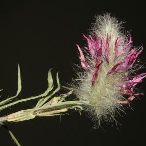 Photographie n°248467 du taxon Trifolium purpureum Loisel. [1807]