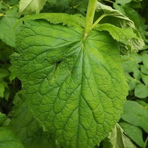 Photographie n°248477 du taxon Valeriana pyrenaica L.