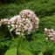  Florent Beck - Valeriana pyrenaica L.