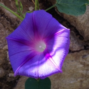 Photographie n°248505 du taxon Ipomoea purpurea (L.) Roth [1787]