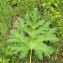  Florent Beck - Heracleum sphondylium subsp. pyrenaicum (Lam.) Bonnier & Layens [1894]