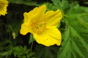 Florent Beck, le 29 juin 2014 (Barèges)