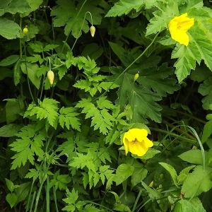 Photographie n°248519 du taxon Meconopsis cambrica (L.) Vig.