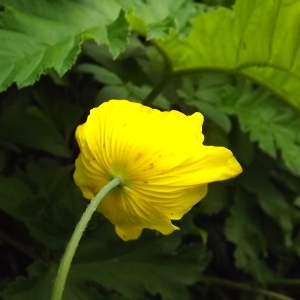 Photographie n°248524 du taxon Meconopsis cambrica (L.) Vig.