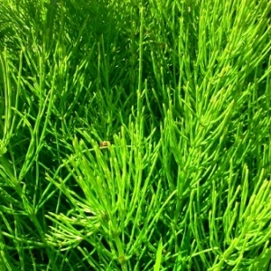 Photographie n°248541 du taxon Equisetum L.