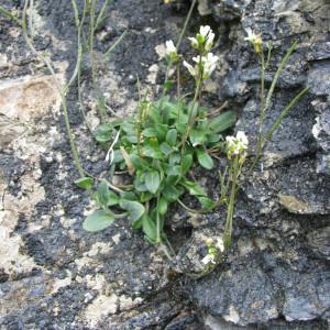 Photographie n°248547 du taxon Arabis serpillifolia Vill. [1779]