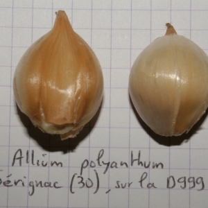 Photographie n°248557 du taxon Allium polyanthum Schult. & Schult.f. [1830]