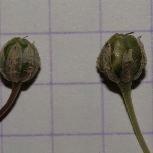 Photographie n°248558 du taxon Allium polyanthum Schult. & Schult.f. [1830]